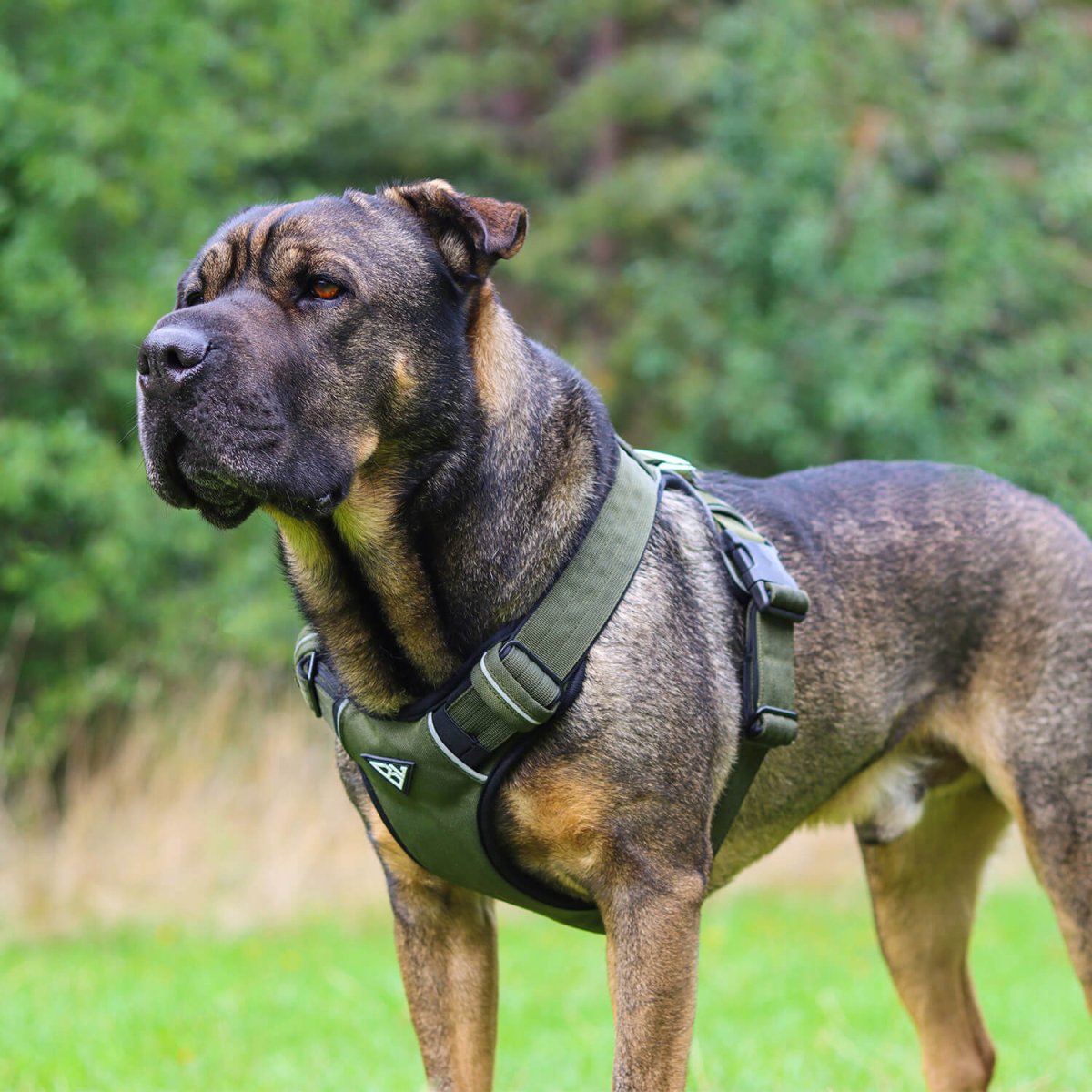 Großer Hund trägt das Navy Green Hundegeschirr in einer natürlichen Umgebung.