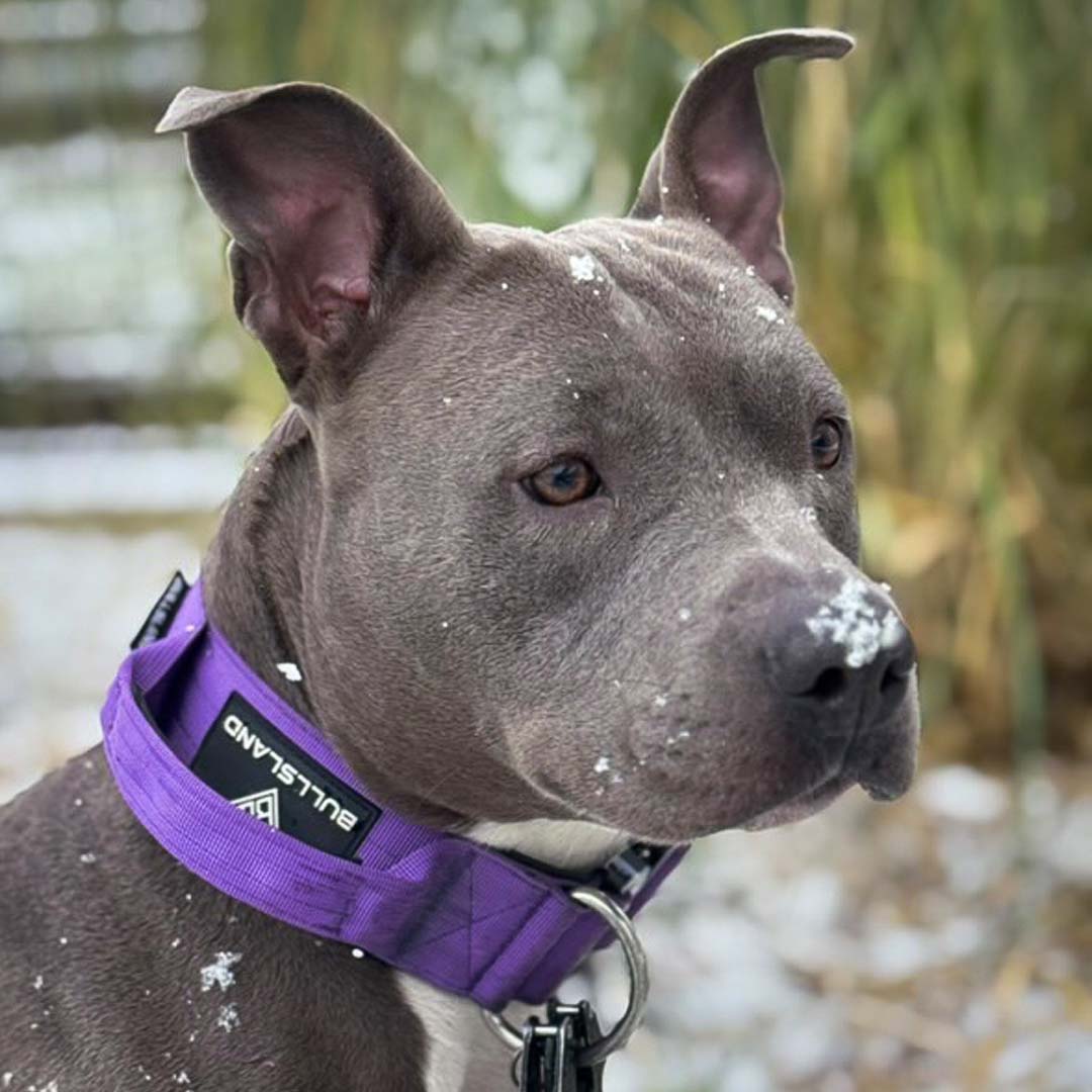 Taktisches Hundehalsband mit Griff - Purple