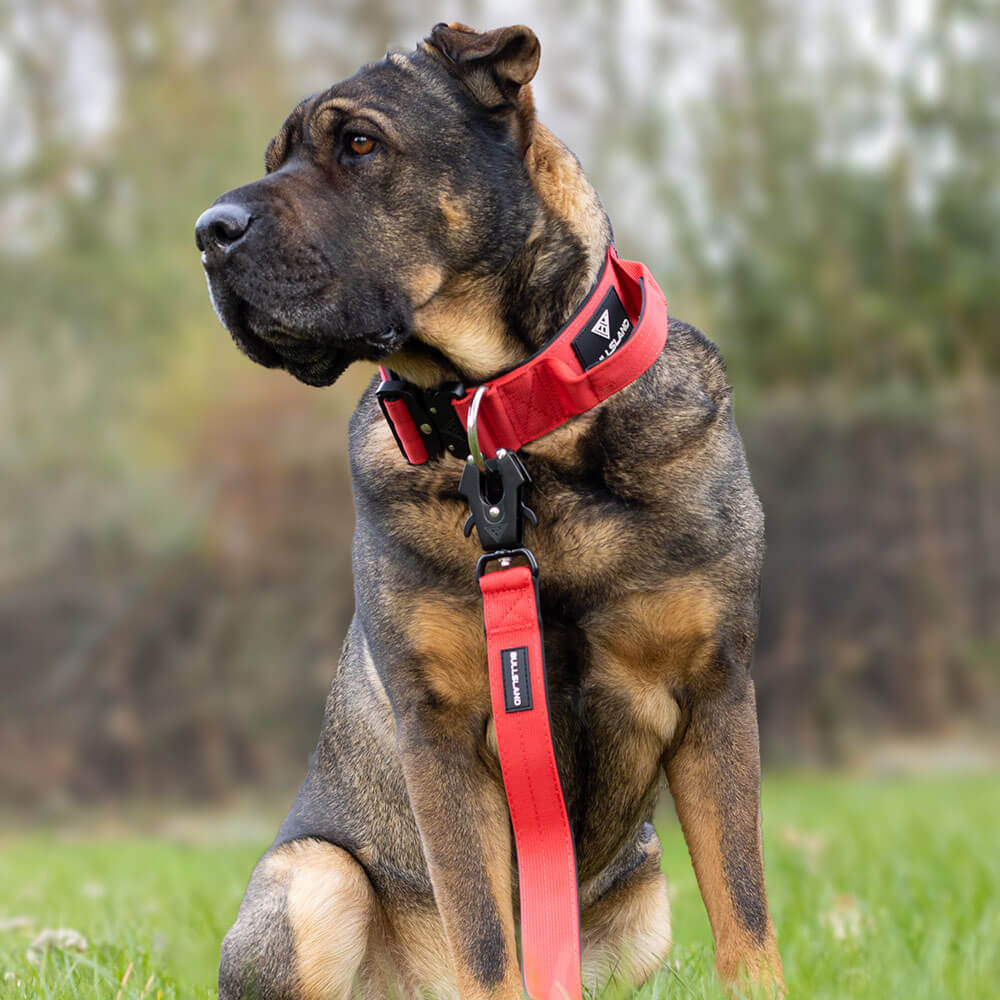 Hund mit rotem taktischen Halsband im Freien, robust und stilvoll.