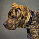 Nahaufnahme eines Hundes mit Bullsland taktischem Hundehalsband.