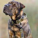 Shar Pei mit taktischem Hundehalsband in Khaki.