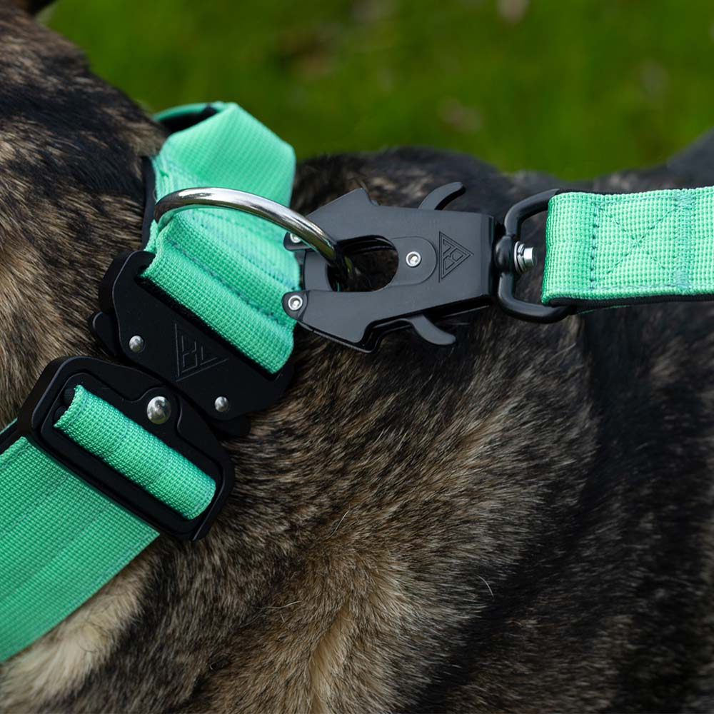 Mintgrüne Hundeleine mit sicherem Verschluss am Hundehalsband befestigt.
